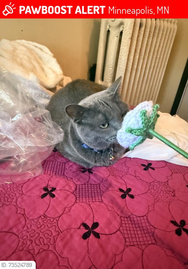 Lost Female Cat last seen Portland Ave, Minneapolis, MN 55408