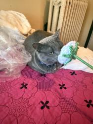Lost Female Cat last seen Portland Ave, Minneapolis, MN 55408