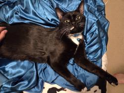 Reunited Male Cat last seen Cedarwood Drive and Neterillo Dr., Winston-Salem, NC 27103