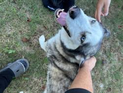 Reunited Male Dog last seen Olrich and 1st street, Rogers, AR 72756
