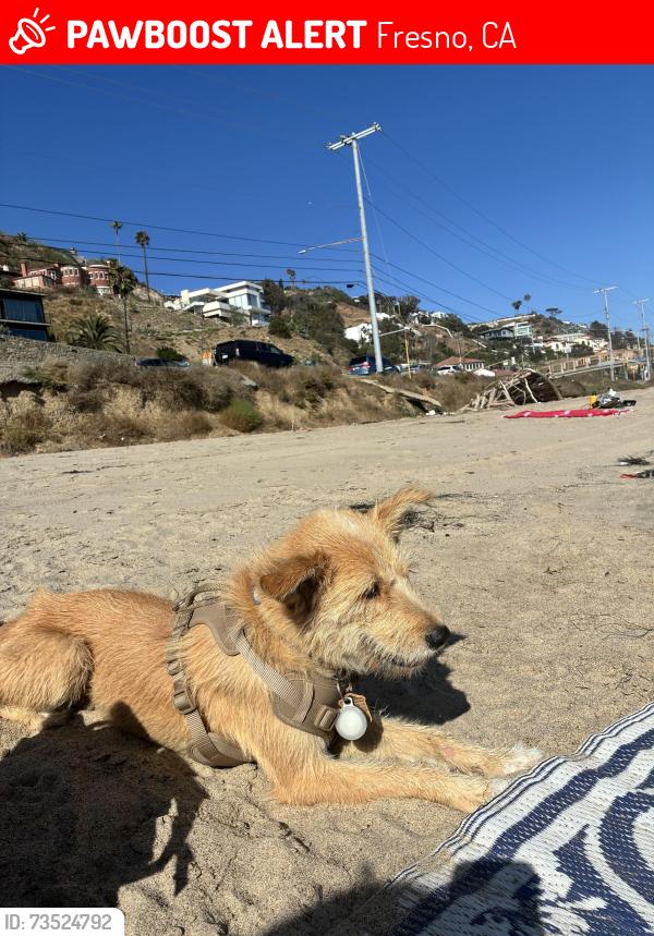 Lost Female Dog last seen Near e olive ave fresno, Fresno, CA 93702