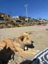 Lost Female Dog last seen Near e olive ave fresno, Fresno, CA 93702