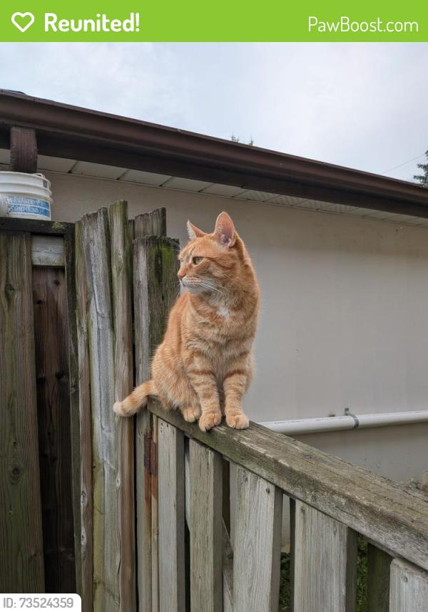 Reunited Male Cat last seen Dorking and Nash (near Roding Community Centre), Toronto, ON M3M 2B6