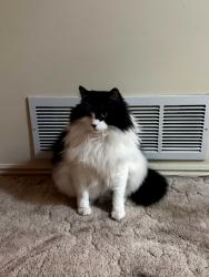Lost Male Cat last seen Cameron court blav, Ventura, CA 93001