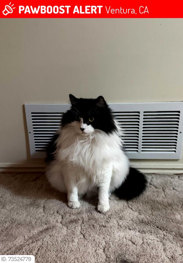 Lost Male Cat last seen Cameron court blav, Ventura, CA 93001