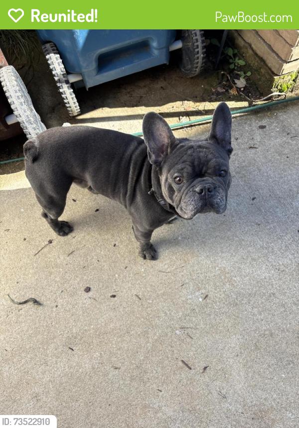 Reunited Male Dog last seen Intersection of Nellie Gray Place and Travellers Drive, Whitsett, NC 27377