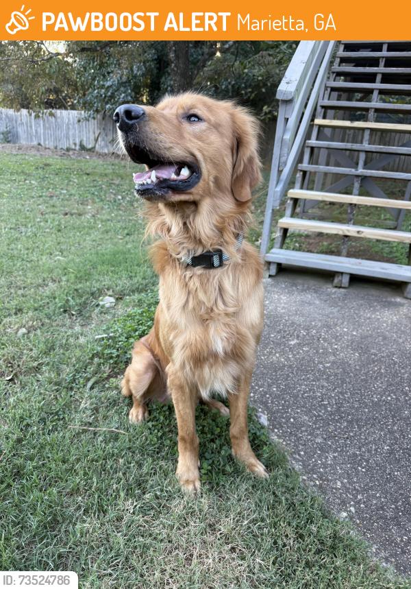 Found/Stray Male Dog last seen Macland Station neighborhood, Marietta, GA 30008