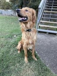 Found/Stray Male Dog last seen Macland Station neighborhood, Marietta, GA 30008