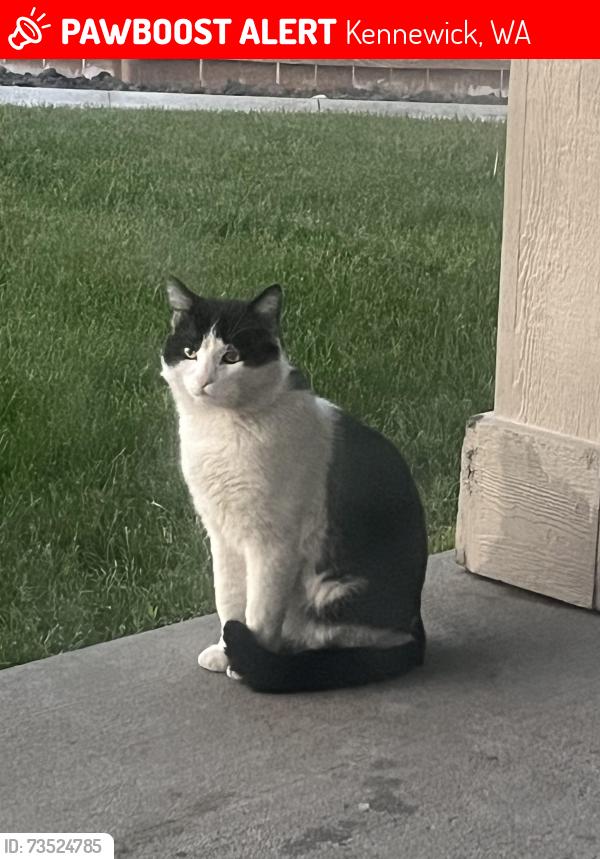 Lost Male Cat last seen Near, Kennewick, WA 99336