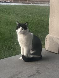 Lost Male Cat last seen Near, Kennewick, WA 99336
