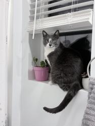 Reunited Male Cat last seen Arcus, Caldwell, ID 83607