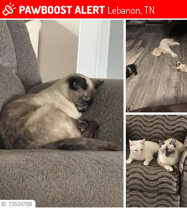 Lost Female Cat last seen Mockingbird or Plantation, Lebanon, TN 37087
