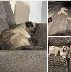 Lost Female Cat last seen Mockingbird or Plantation, Lebanon, TN 37087