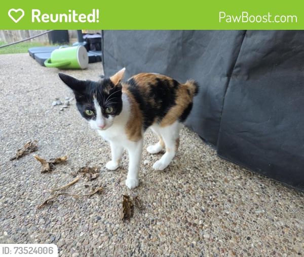 Reunited Female Cat last seen E Glendale street and e crowley, Crowley, TX 76036