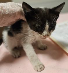 Shelter Stray Male Cat last seen Tiffany Road, SAN LEANDRO, CA, 94577, 8323 Baldwin St, Oakland, CA 94621, USA