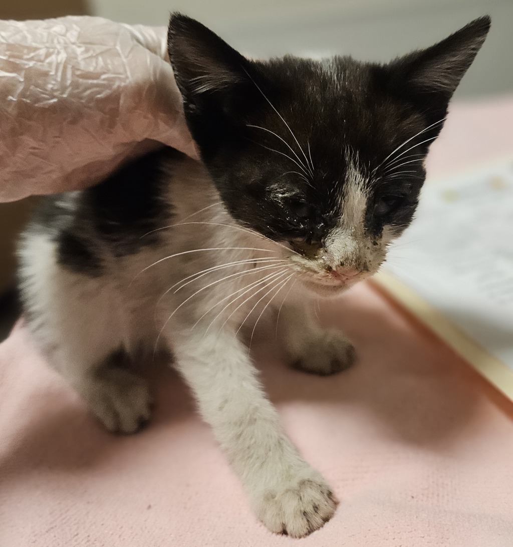 Shelter Stray Male Cat last seen Tiffany Road, SAN LEANDRO, CA, 94577, 8323 Baldwin St, Oakland, CA 94621, USA