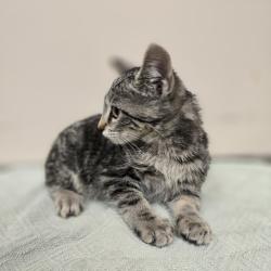 Shelter Stray Female Cat last seen Near Blackwood Common, LIVERMORE, CA, 94551, 4651 Gleason Dr, Dublin, CA 94568, USA