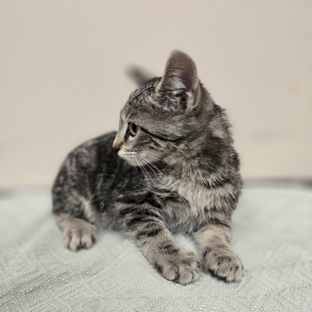 Shelter Stray Female Cat last seen Near Blackwood Common, LIVERMORE, CA, 94551, 4651 Gleason Dr, Dublin, CA 94568, USA