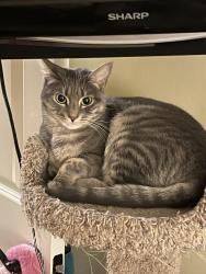 Lost Female Cat last seen 90th ST and Antioch, Overland Park, KS 66212