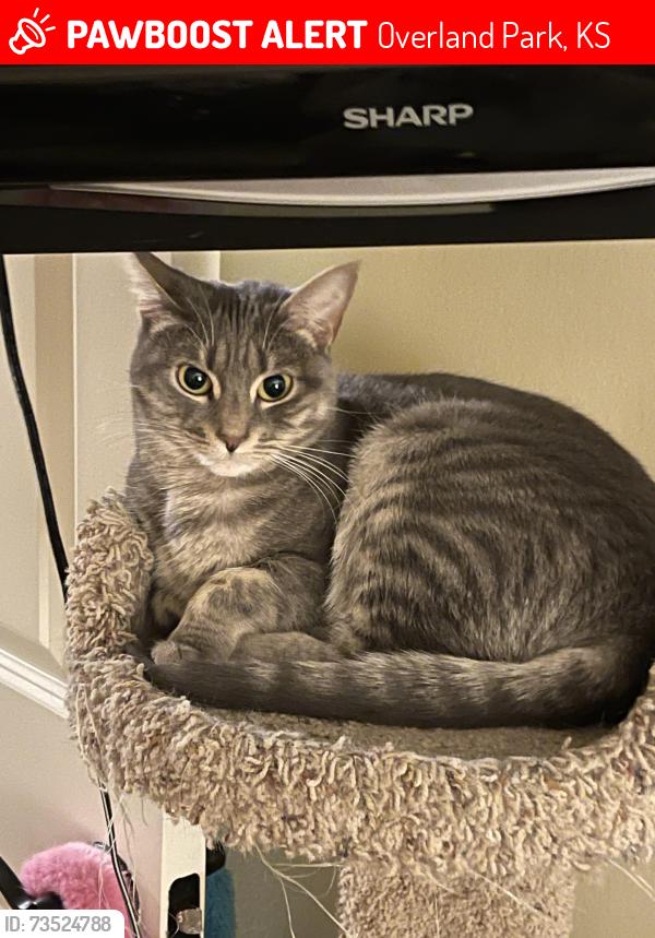 Lost Female Cat last seen 90th ST and Antioch, Overland Park, KS 66212