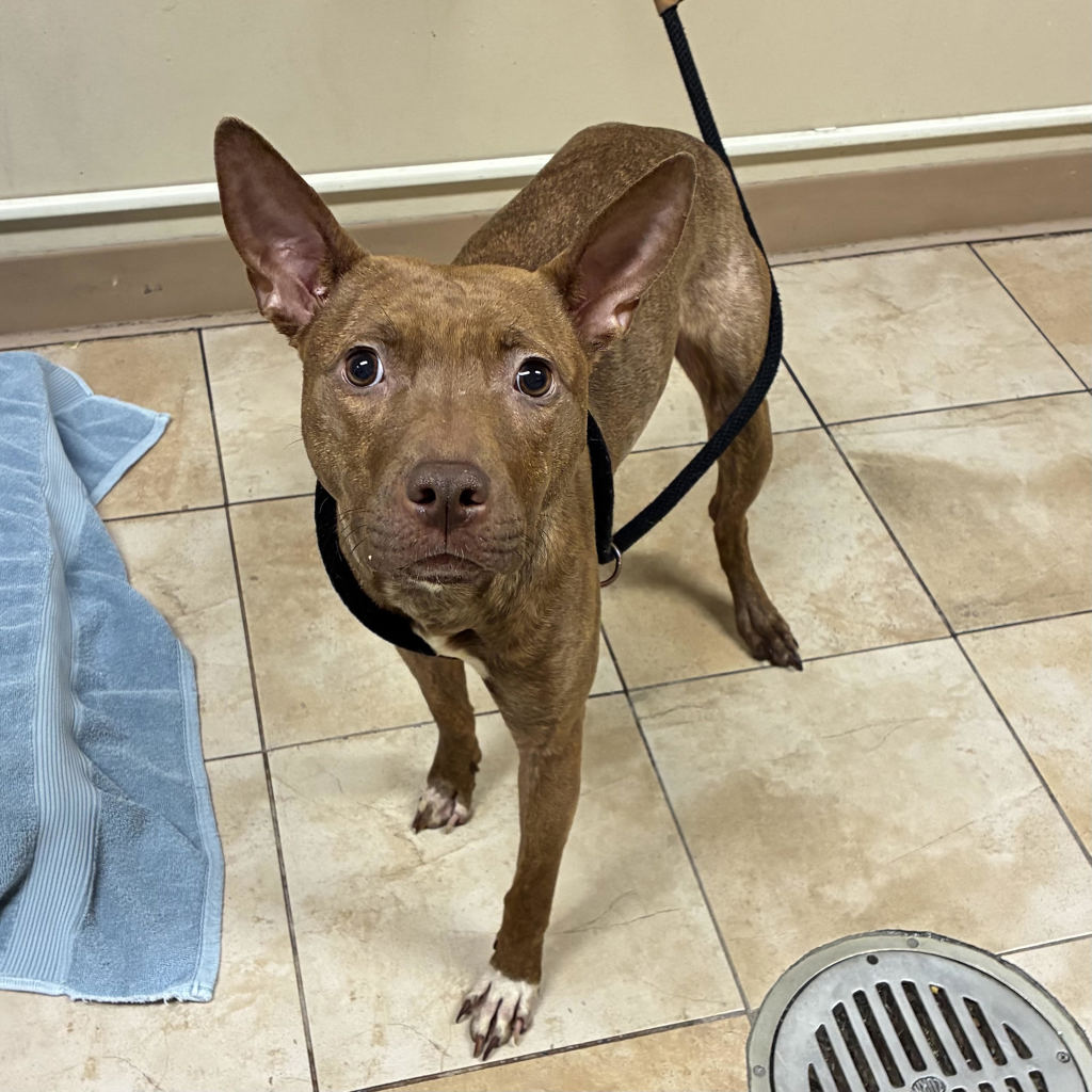 Shelter Stray Female Dog last seen SE 136th & SE Powell Blvd, PORTLAND, OR, 97206, 1700 W Historic Columbia River Hwy, Troutdale, OR 97060, USA