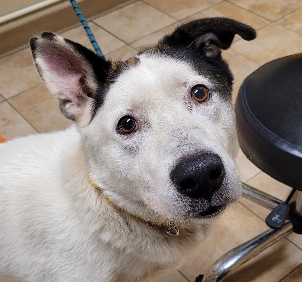 Shelter Stray Male Dog last seen NE 235th & Sandy Blvd, Walmart, TROUTDALE, OR, 97060, 1700 W Historic Columbia River Hwy, Troutdale, OR 97060, USA