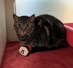 Shelter Stray Unknown Cat last seen Near S 29th Street, San Diego, CA, 92113, 5500 Gaines St, San Diego, CA 92110, USA