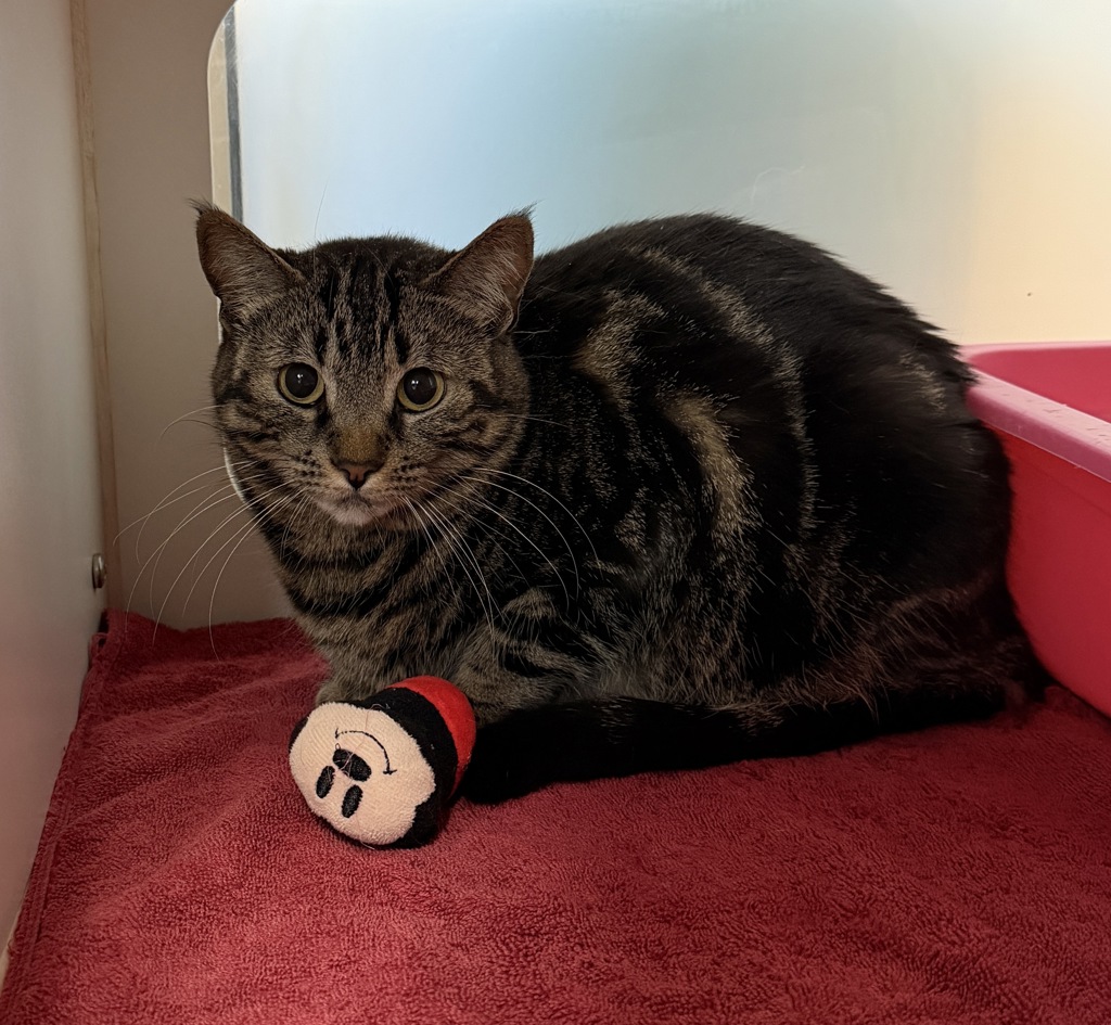 Shelter Stray Unknown Cat last seen Near S 29th Street, San Diego, CA, 92113, 5500 Gaines St, San Diego, CA 92110, USA