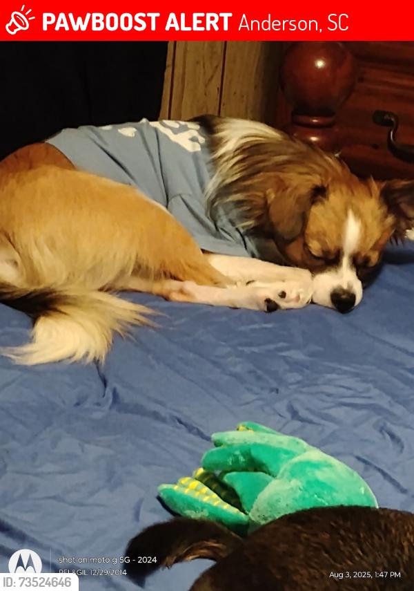 Lost Male Dog last seen Near oak shores rd Anderson sc, Anderson, SC 29625
