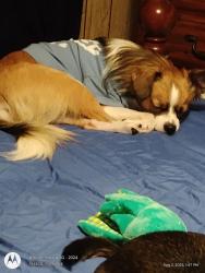 Lost Male Dog last seen Near oak shores rd Anderson sc, Anderson, SC 29625