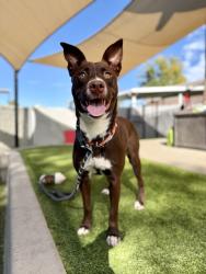 Shelter Stray Female Dog last seen Near W California Avenue, SALT LAKE CITY, UT, 84106, 511 W 3900 S, Salt Lake City, UT 84123, USA