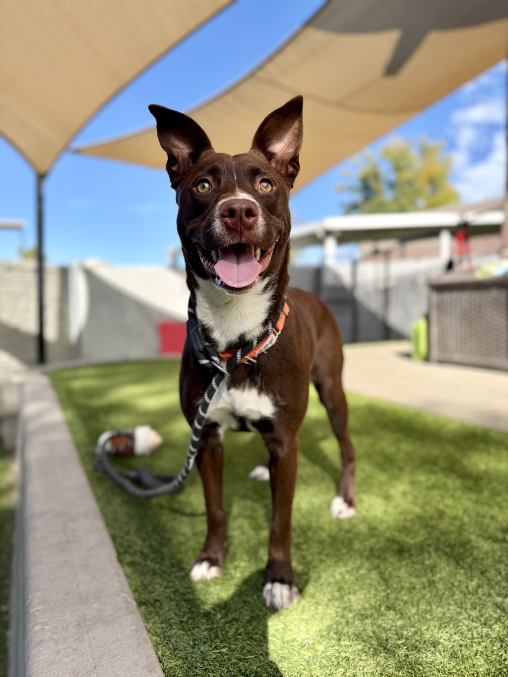 Shelter Stray Female Dog last seen Near W California Avenue, SALT LAKE CITY, UT, 84106, 511 W 3900 S, Salt Lake City, UT 84123, USA