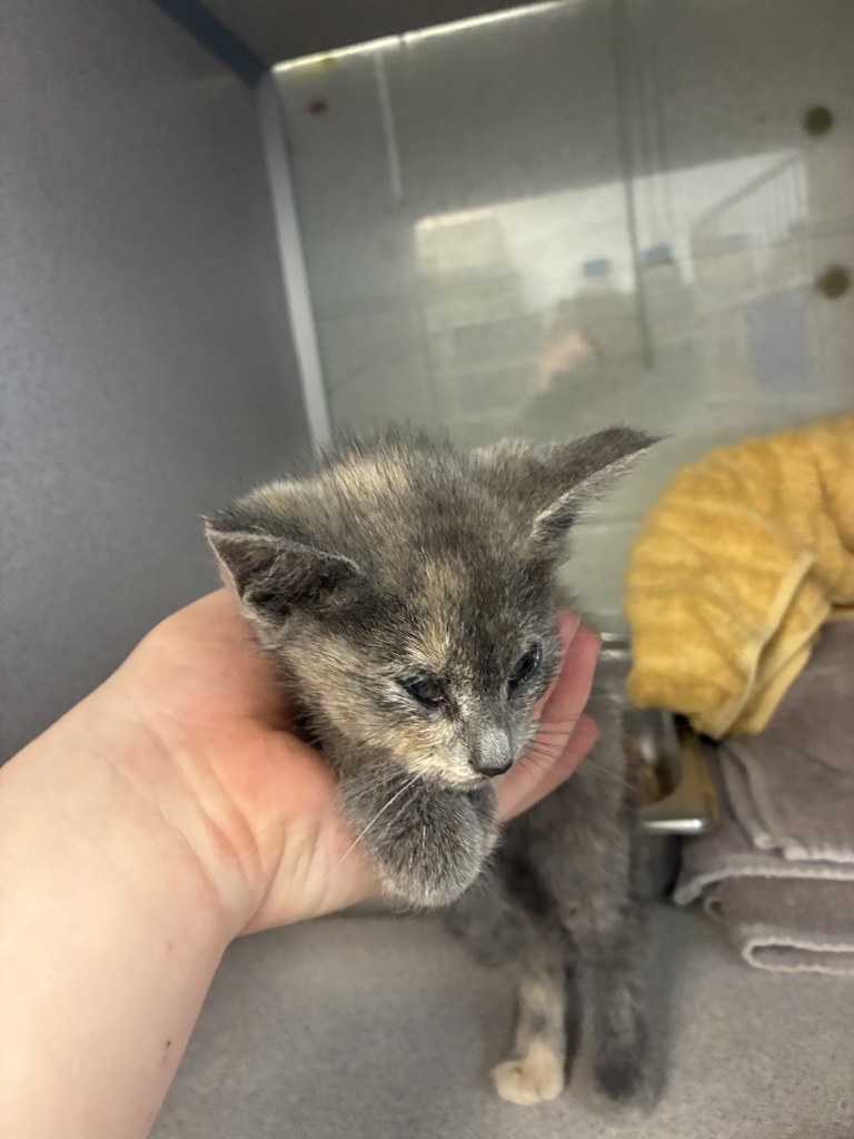Shelter Stray Female Cat last seen Near S 700 W, SALT LAKE CITY, UT, 84104, 511 W 3900 S, Salt Lake City, UT 84123, USA