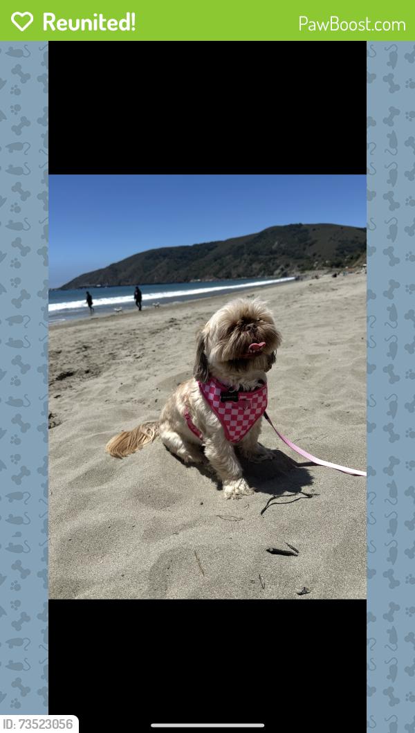 Reunited Female Dog last seen Dynamite & N. 177 Avenue, Surprise, AZ 85387