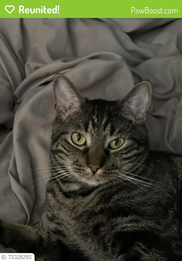 Reunited Male Cat last seen Barrett Chase Neighborhood, Dallas, GA 30157