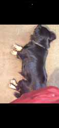 Lost Male Dog last seen Light hse Baptist church hwy 8 and 88, Easley, SC 29642