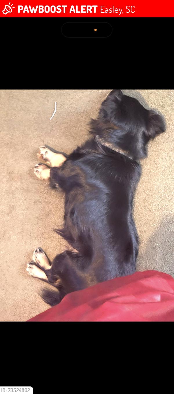 Lost Male Dog last seen Light hse Baptist church hwy 8 and 88, Easley, SC 29642