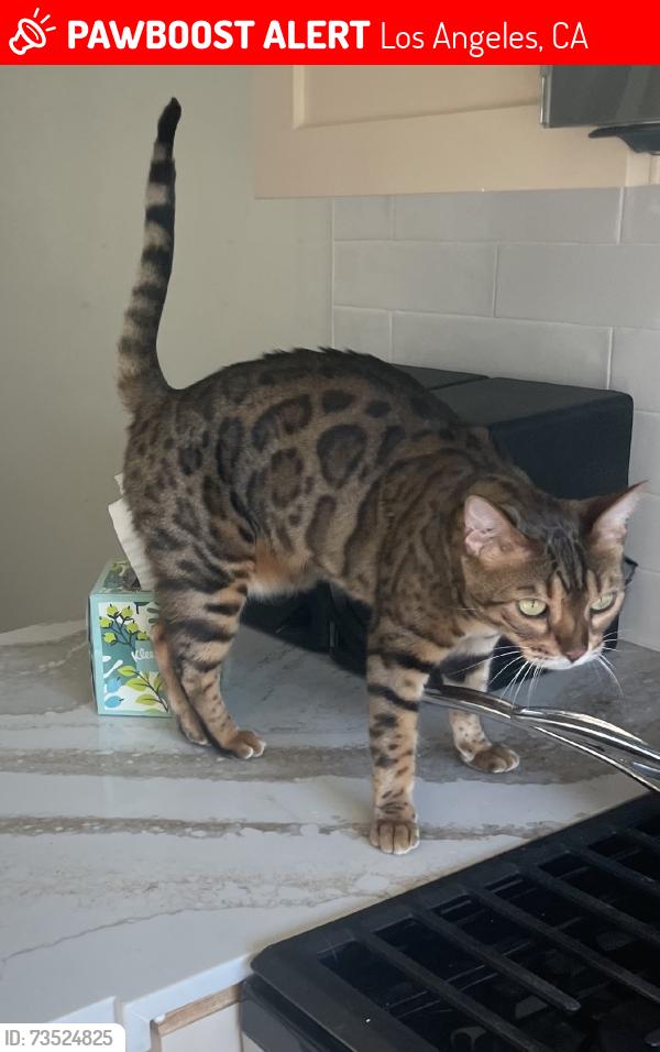 Lost Female Cat last seen N ave 55 and N Eaton St, Los Angeles, CA 90042