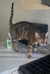 Lost Female Cat last seen N ave 55 and N Eaton St, Los Angeles, CA 90042