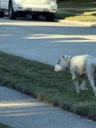 Found/Stray Unknown Dog last seen Pine Crossing & Booker, Spring, TX 77373