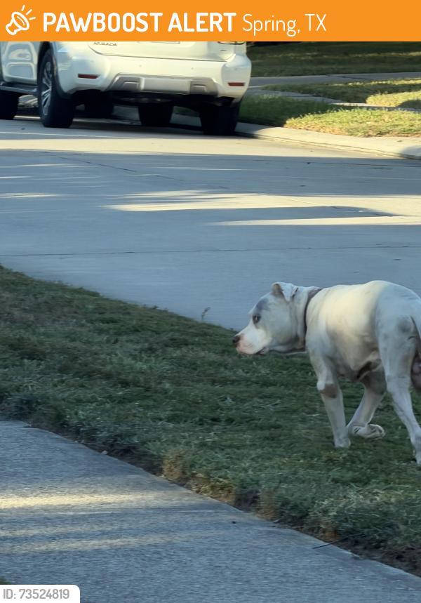 Found/Stray Unknown Dog last seen Pine Crossing & Booker, Spring, TX 77373