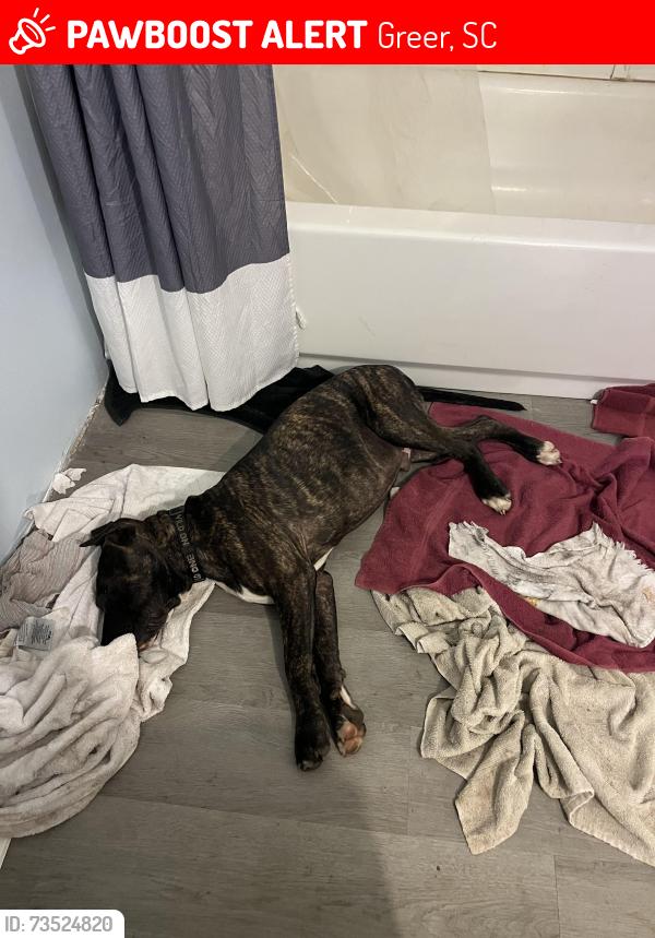 Lost Male Dog last seen 8th St and Victor Ave Greer SC, Greer, SC 29651