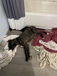 Lost Male Dog last seen 8th St and Victor Ave Greer SC, Greer, SC 29651