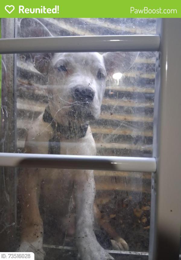 Reunited Male Dog last seen Paris Rd and London Dr. Olympia Fields, Il, Olympia Fields, IL 60461