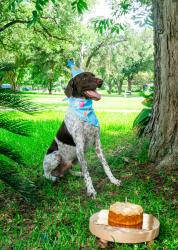 Reunited Male Dog last seen Lakewood Ave., Baytown, TX 77520