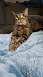 Lost Male Cat last seen Grove street and B street, Fayetteville, NC 28301