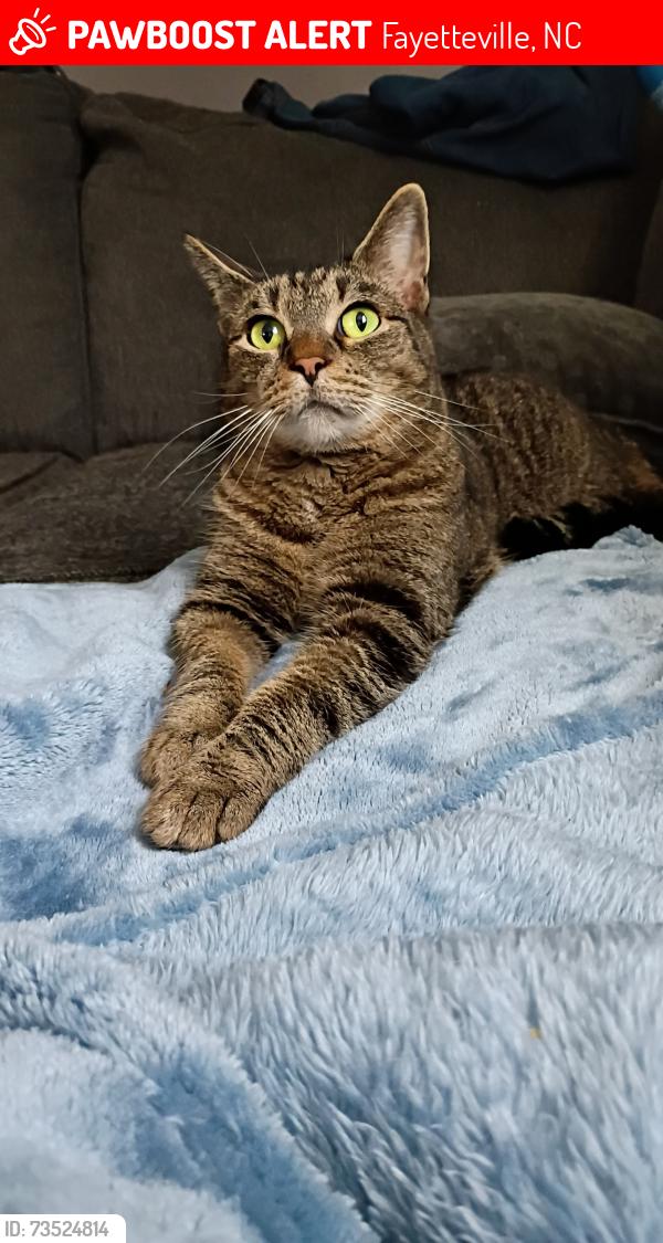 Lost Male Cat last seen Grove street and B street, Fayetteville, NC 28301