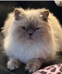 Reunited Male Cat last seen Livery street, Ottawa, ON 