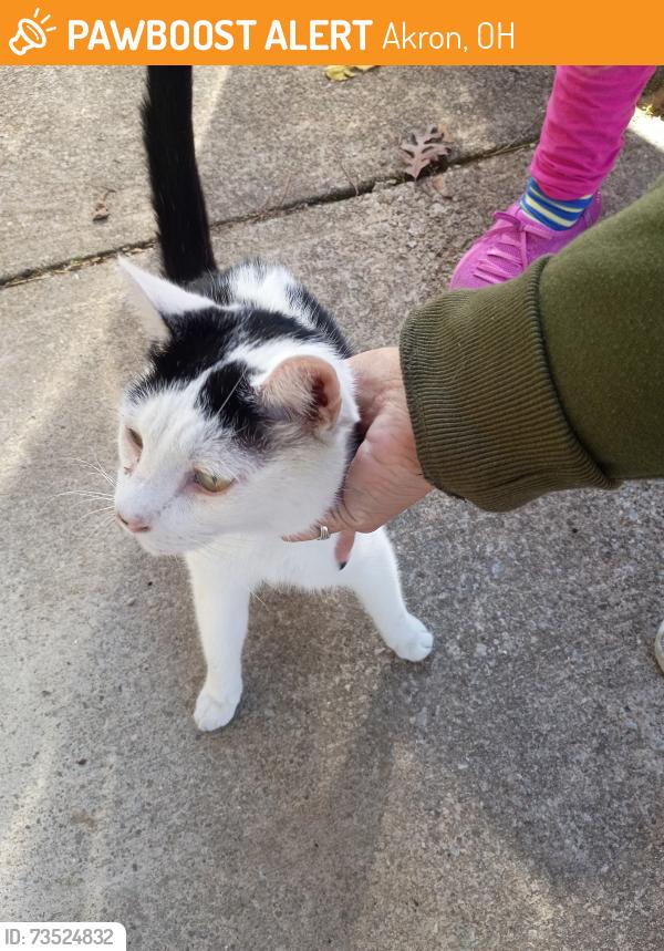 Found/Stray Female Cat last seen Rt 8, Akron, OH 44310