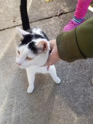 Found/Stray Female Cat last seen Rt 8, Akron, OH 44310